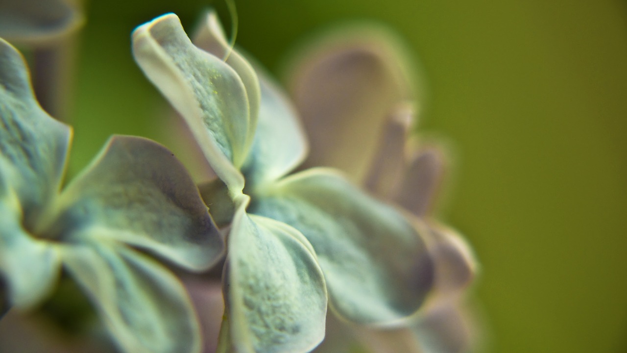 lilac flower macro free photo