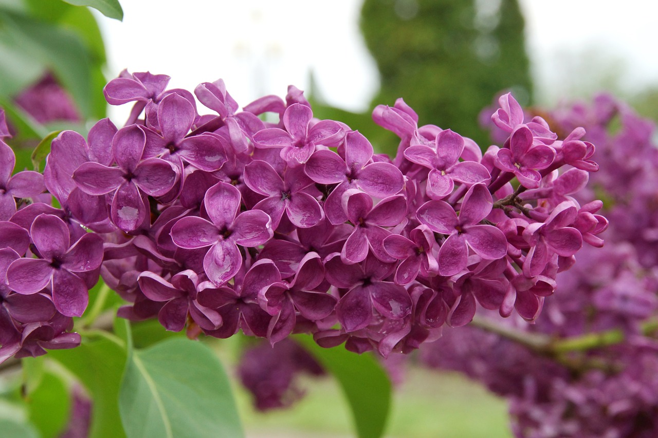 lilac nature flowers free photo