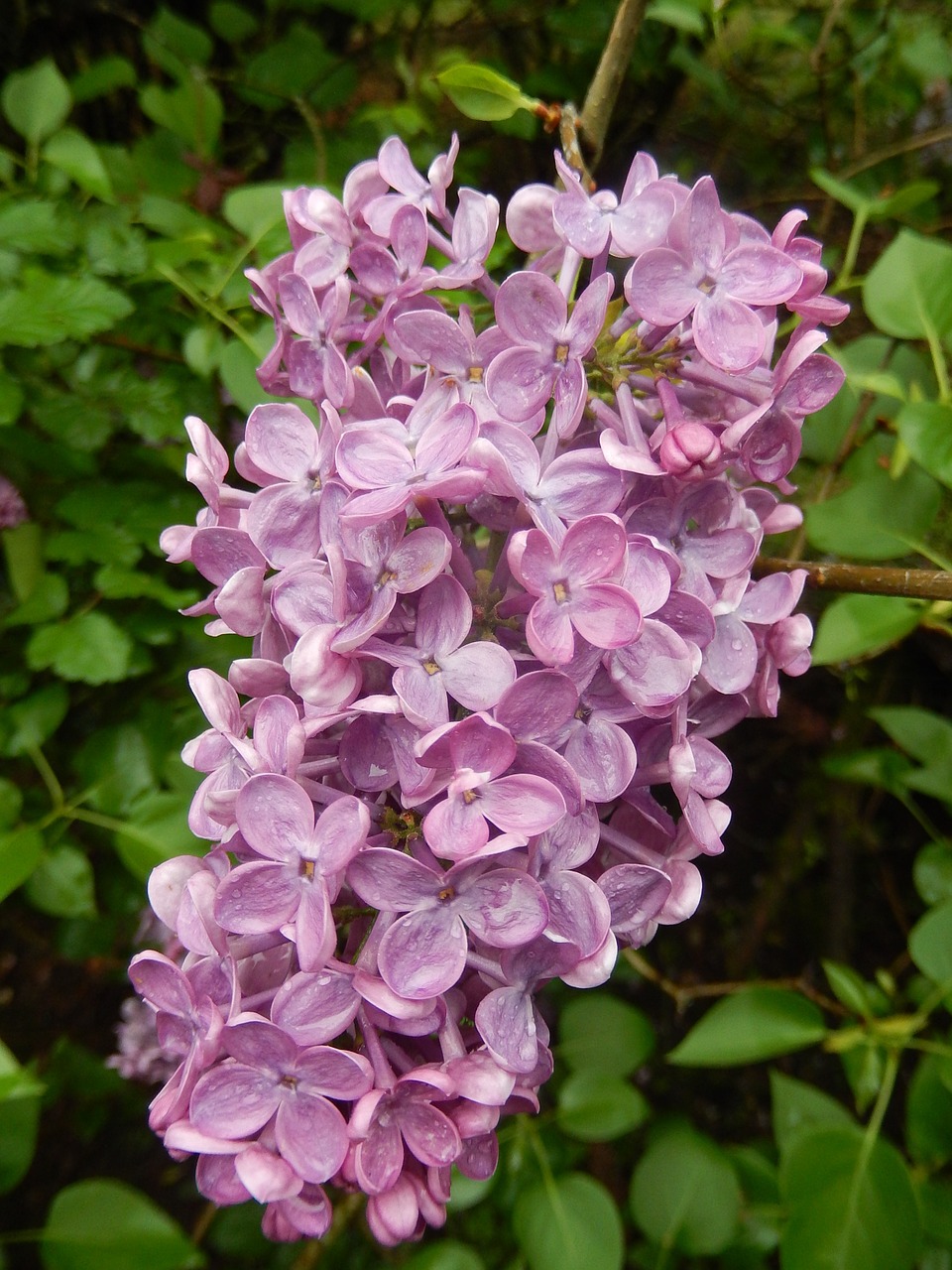 lilac spring nature free photo