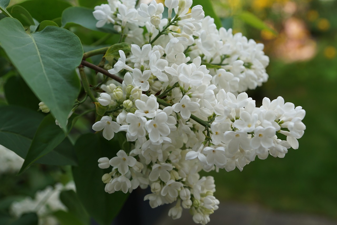 lilac white white lilac free photo