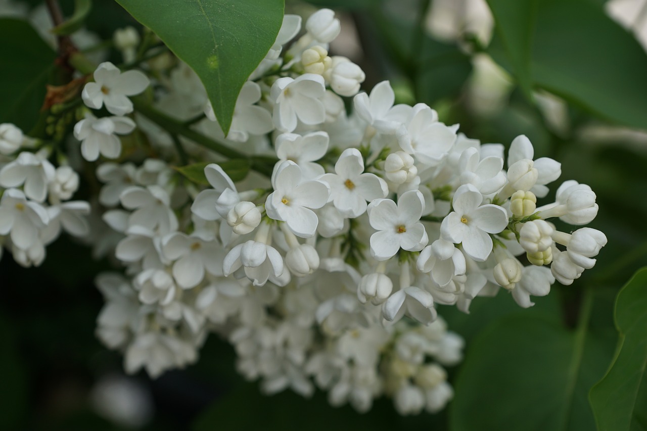 lilac white white lilac free photo