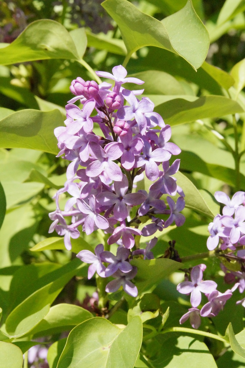 lilac bush lilac bush free photo