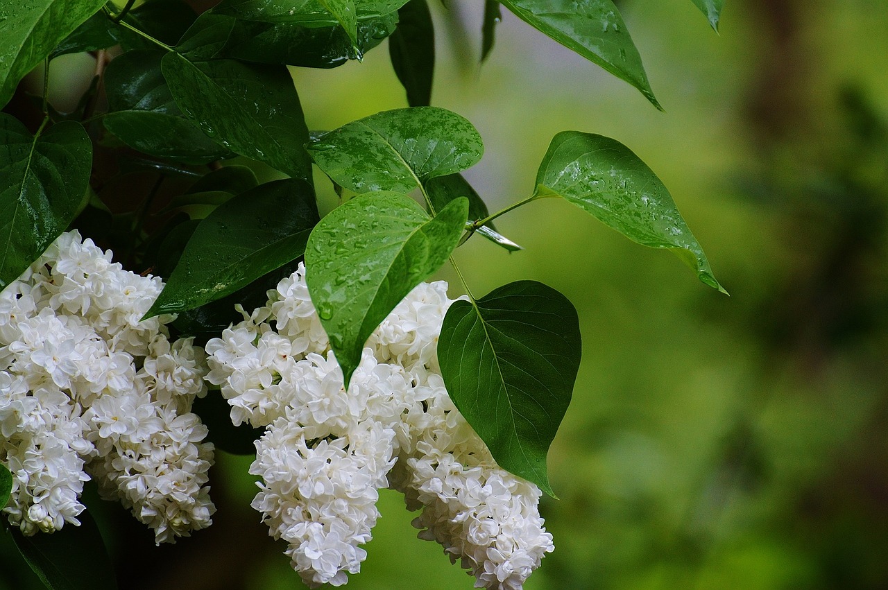 lilac plant bush free photo