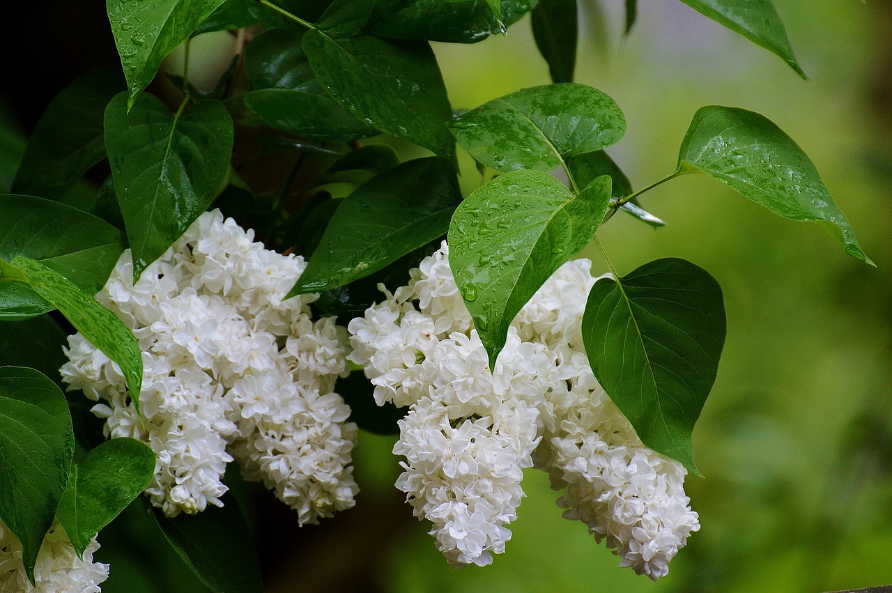 lilac plant bush free photo