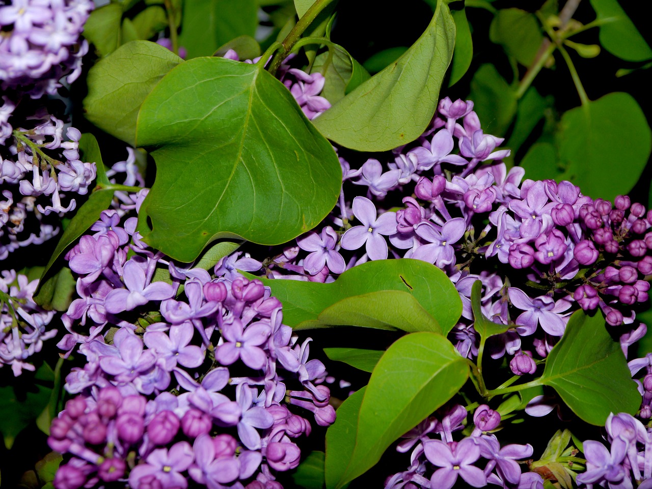 lilac bouquet purple free photo