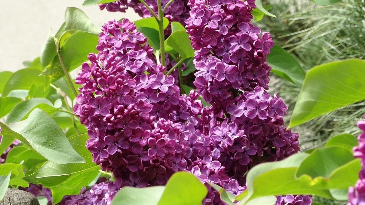 lilac without garden free photo