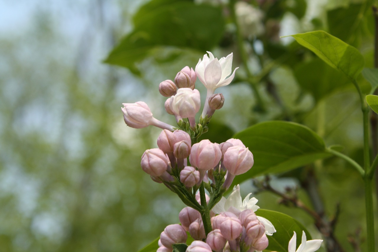 lilac pink purple free photo