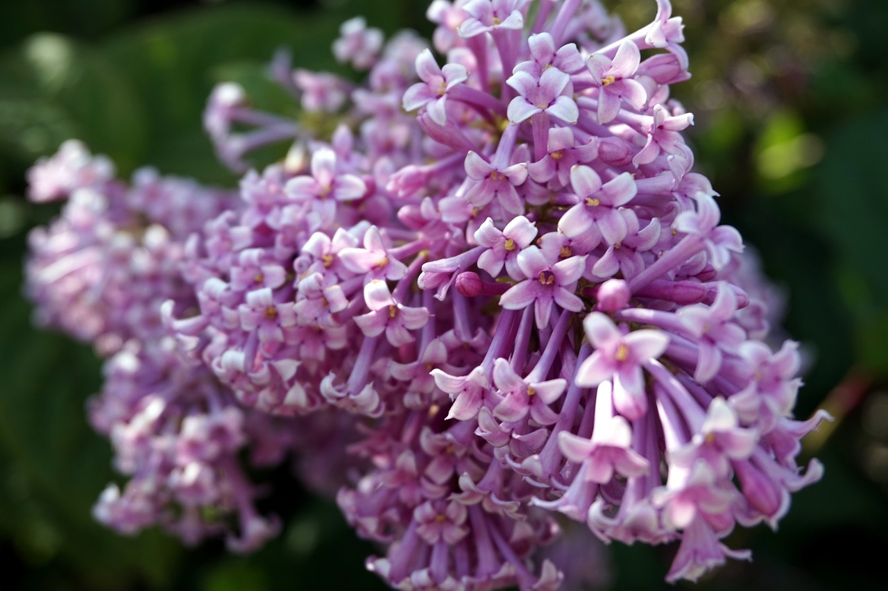 lilac nature flower free photo