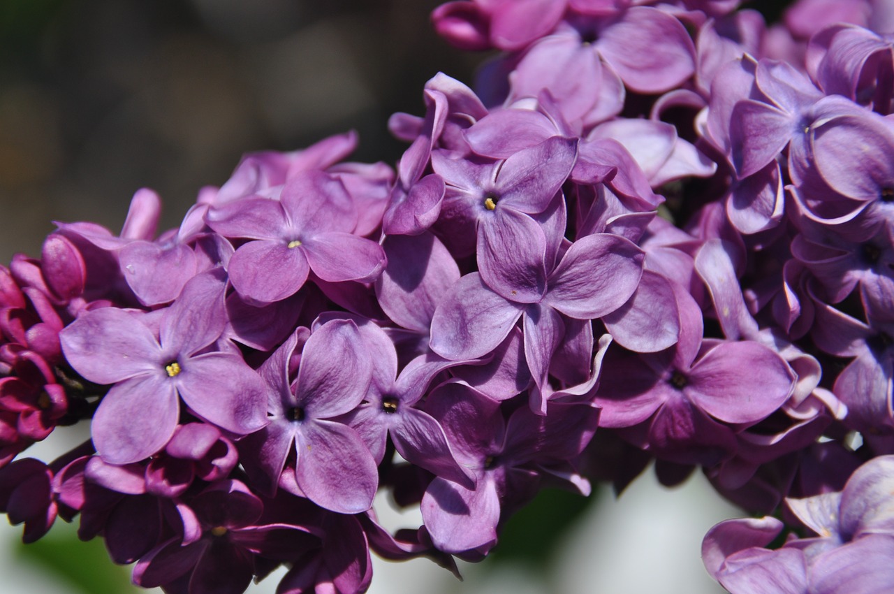 lilac flowers blossom free photo