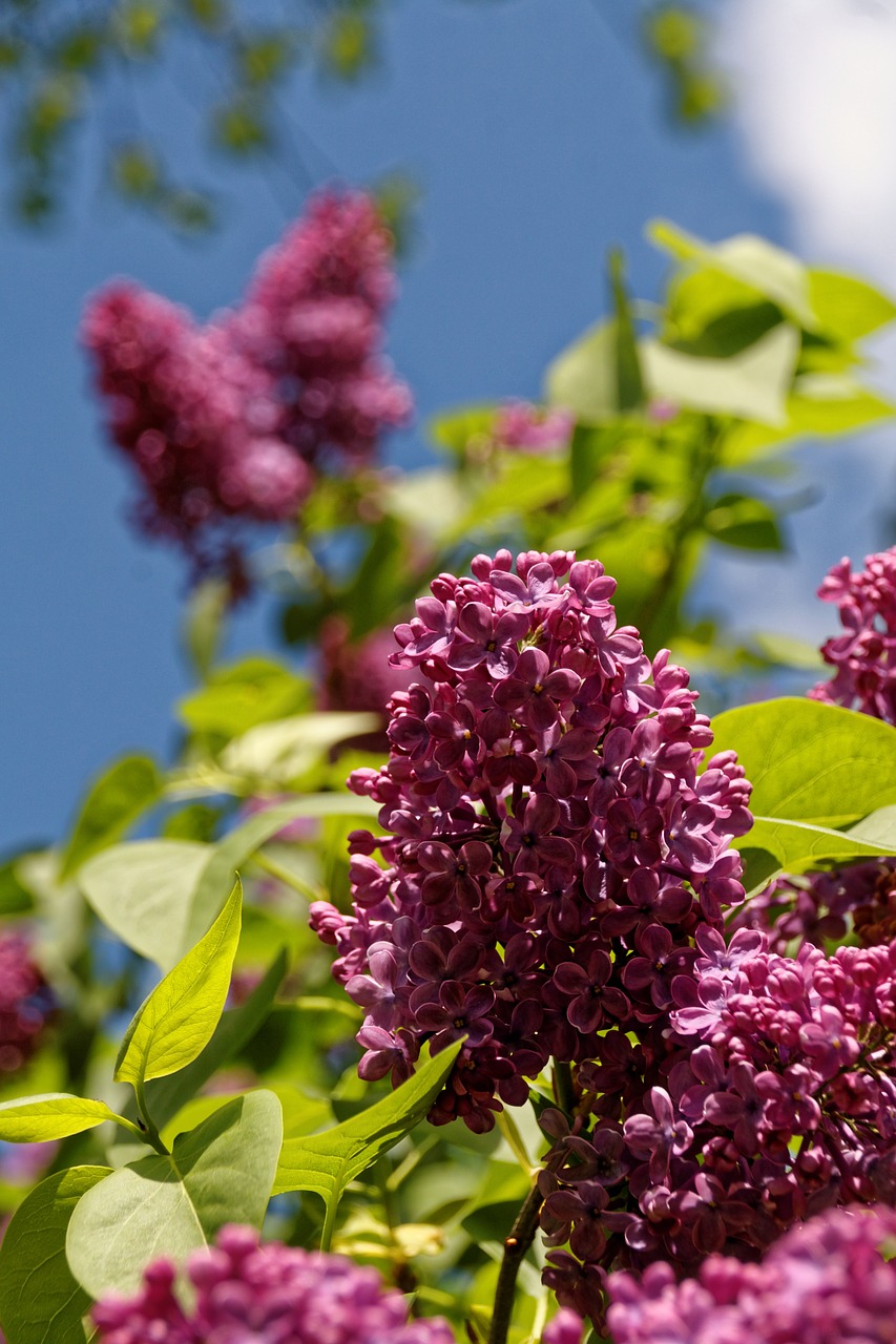 lilac tree blossom free photo