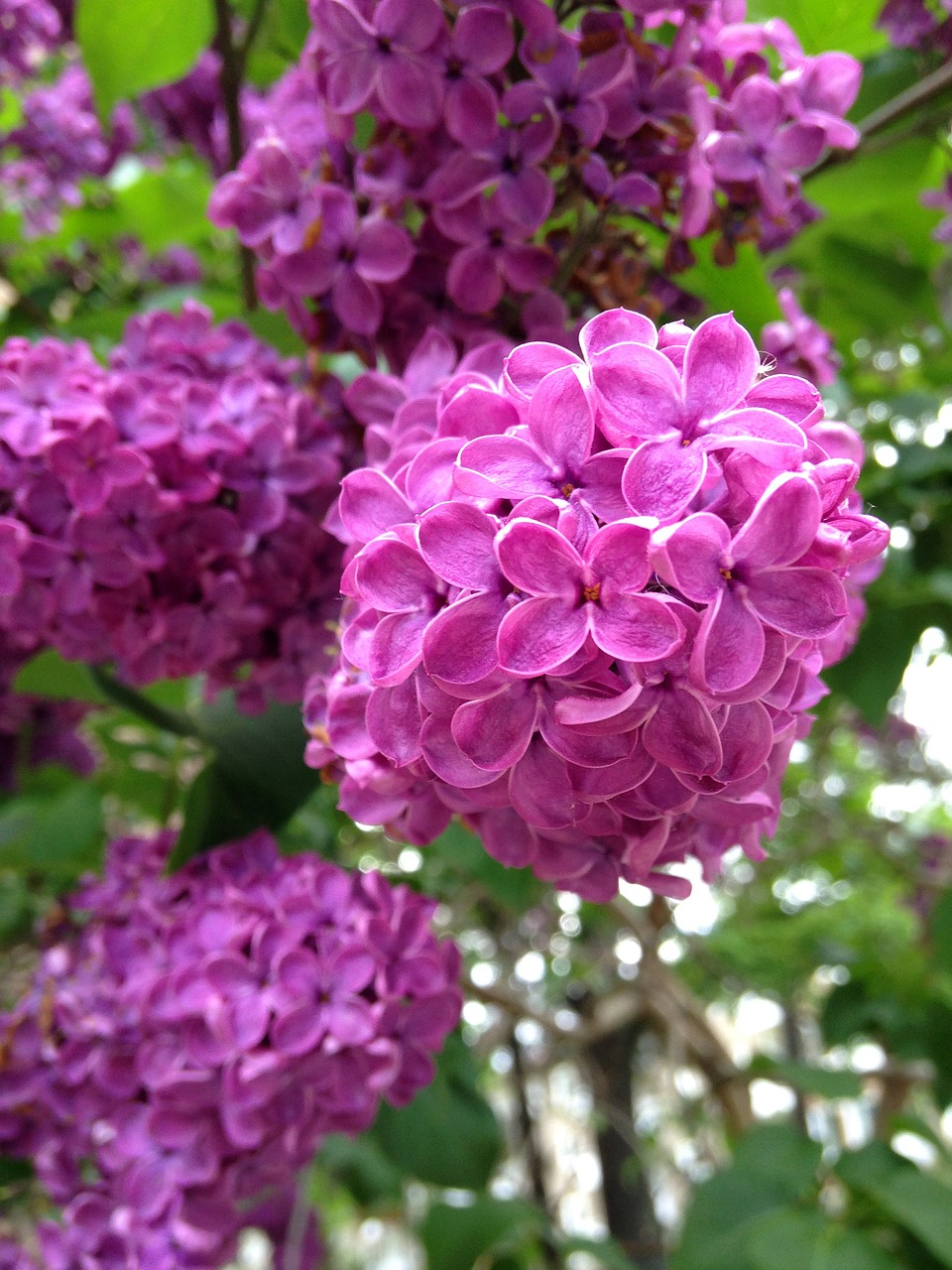 lilac garden purple flower free photo