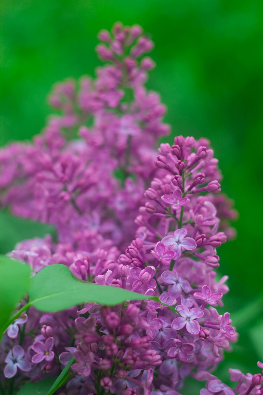 lilac flowers spring free photo