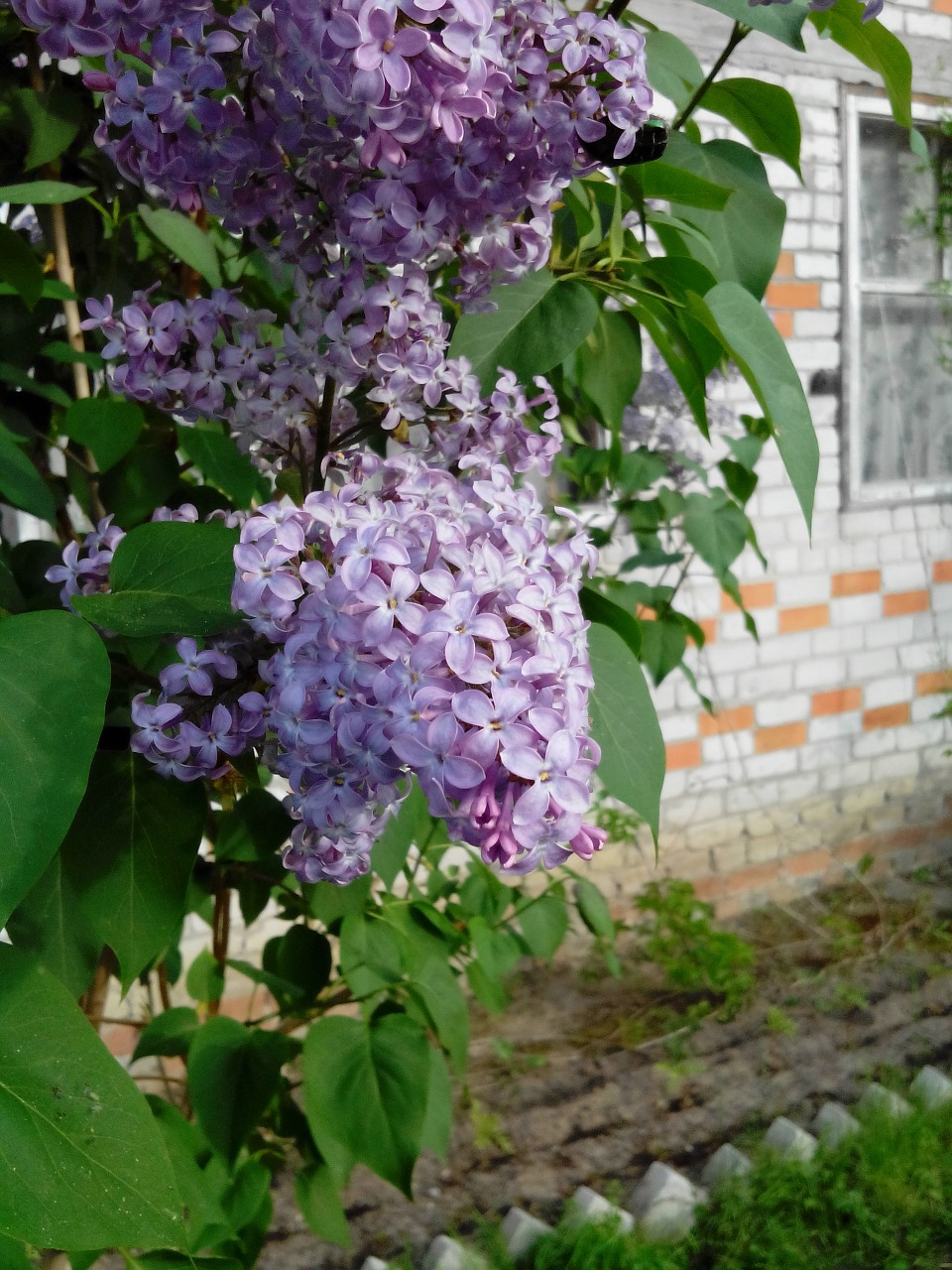 lilac plant summer free photo