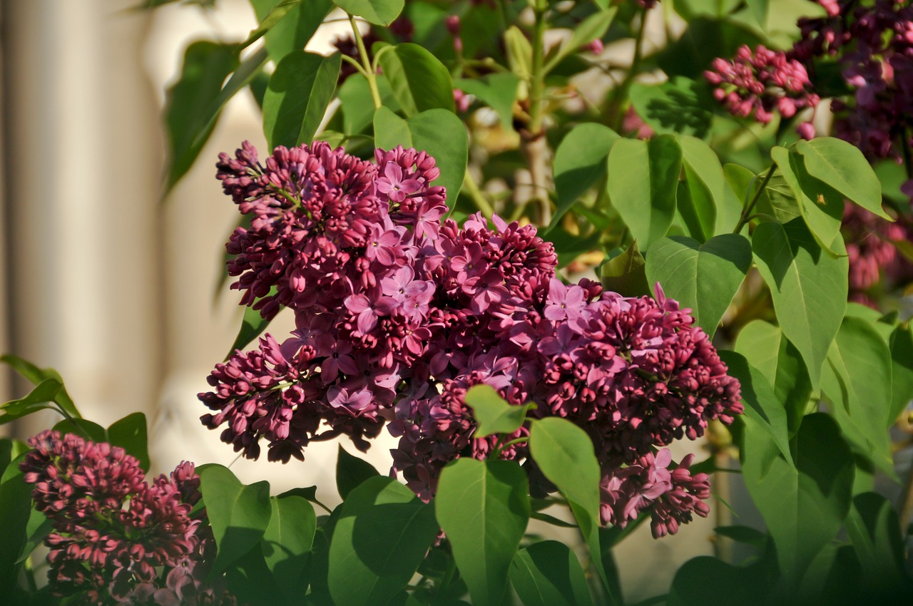 lilac purple purple flower free photo