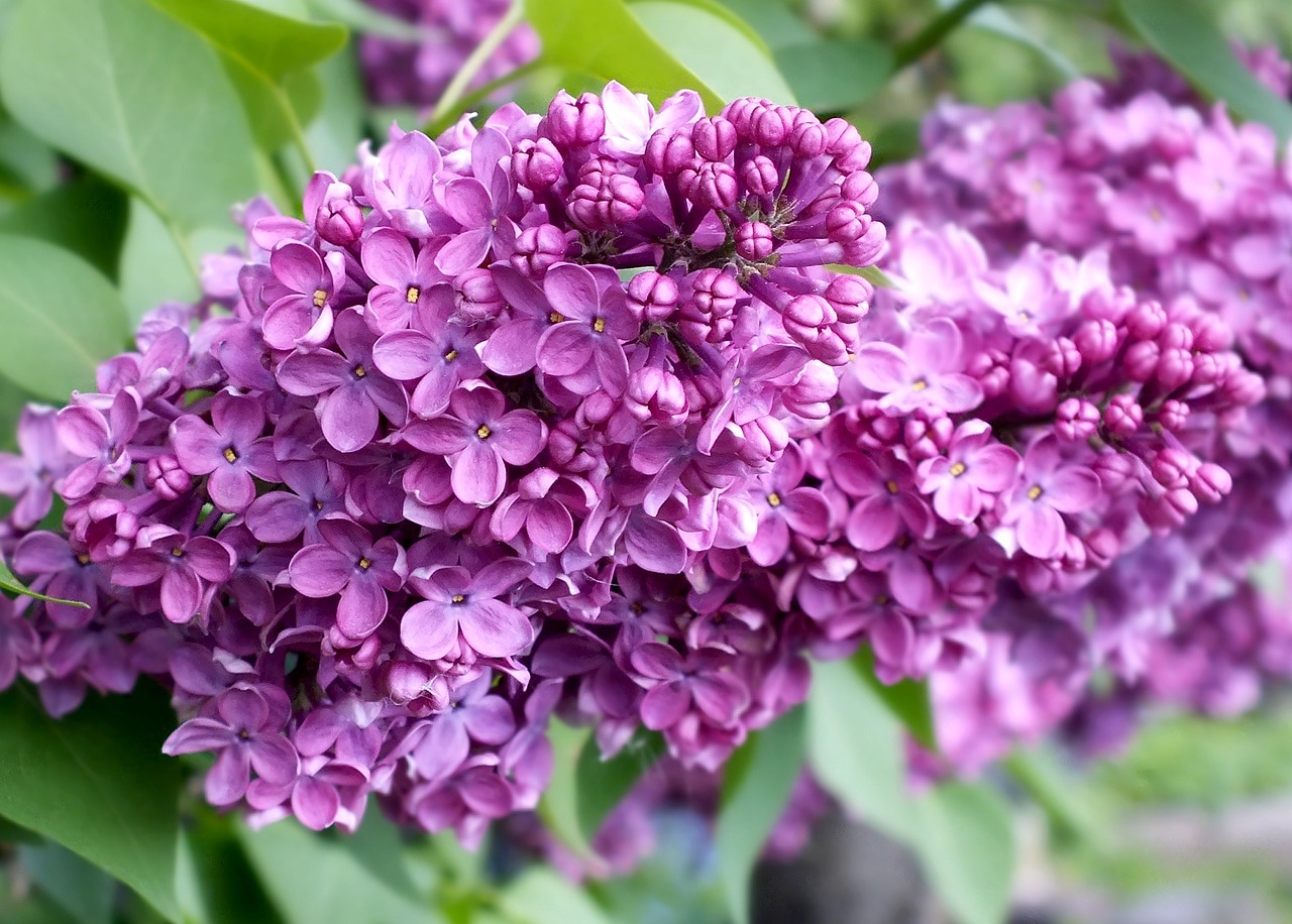 lilac blossom flowers free photo