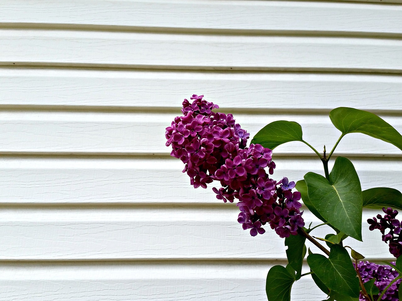 lilac purple flower free photo