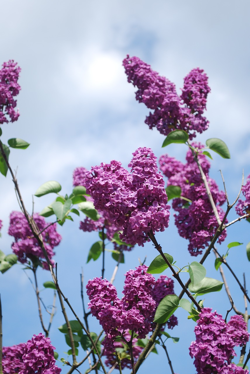 lilac flowers lilac branches free photo