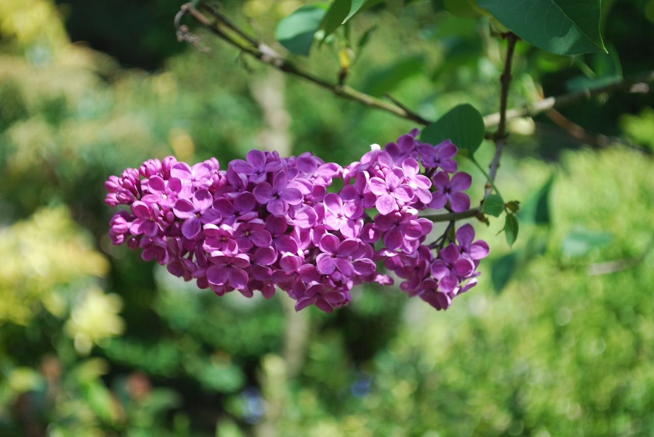 lilac garden flowers free photo