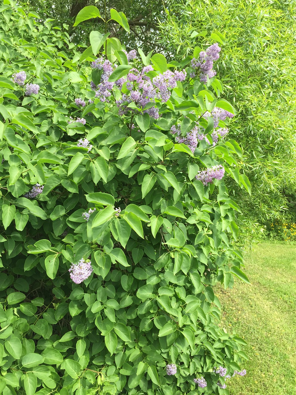 lilac bush flowers free photo