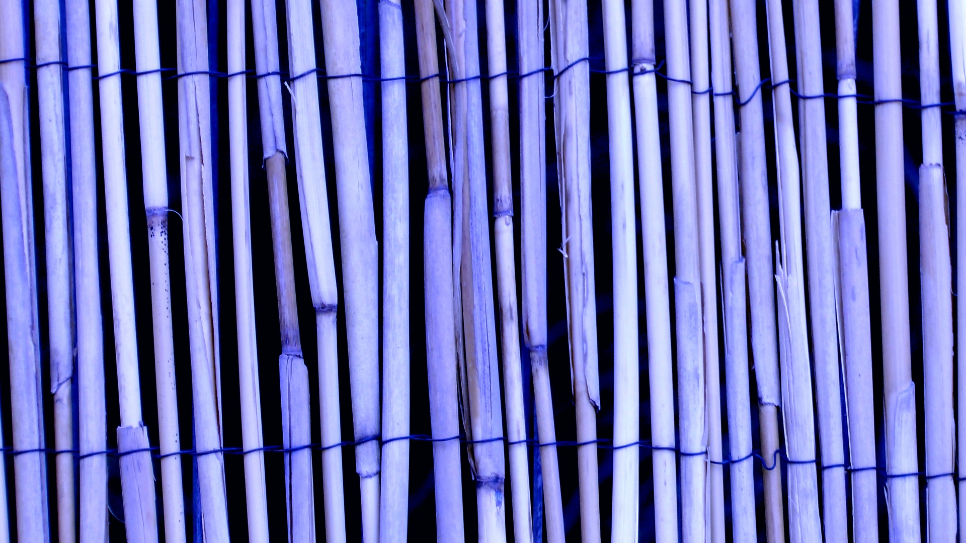 lilac background blue free photo