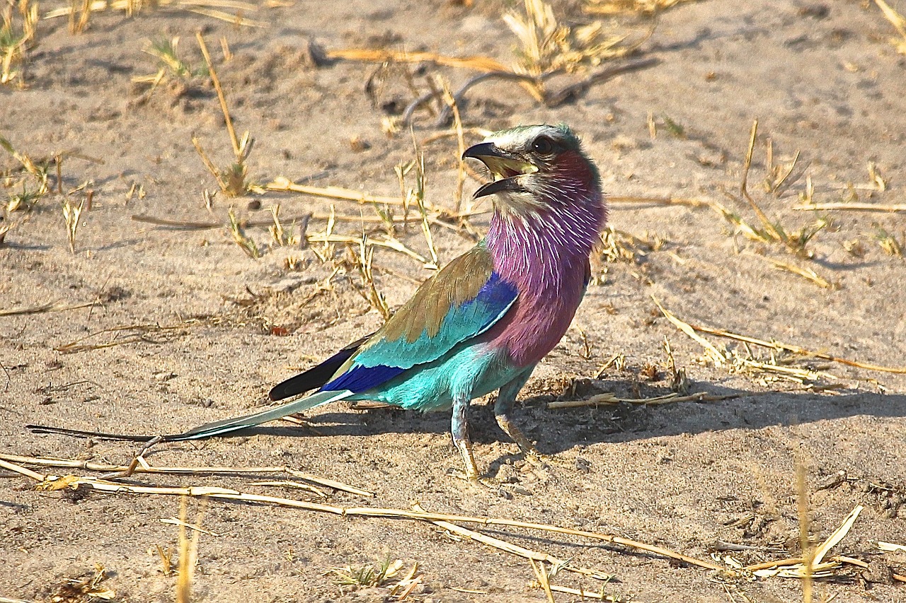 lilac breasted roller african birds zimbabwe free photo