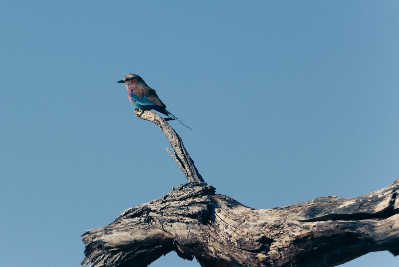 lilac breasted roller  bird  perched free photo