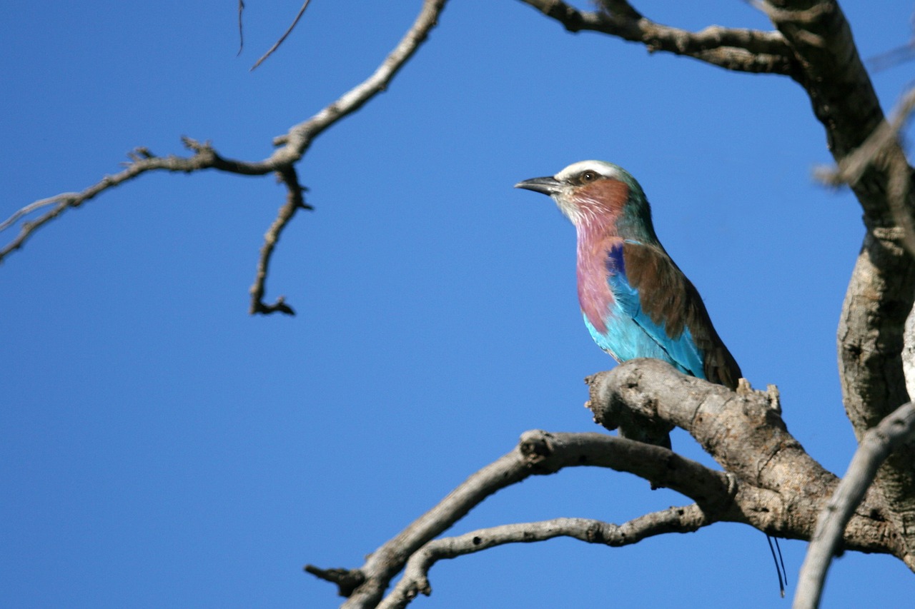 lilac-breasted roller bird colourful feathers free photo