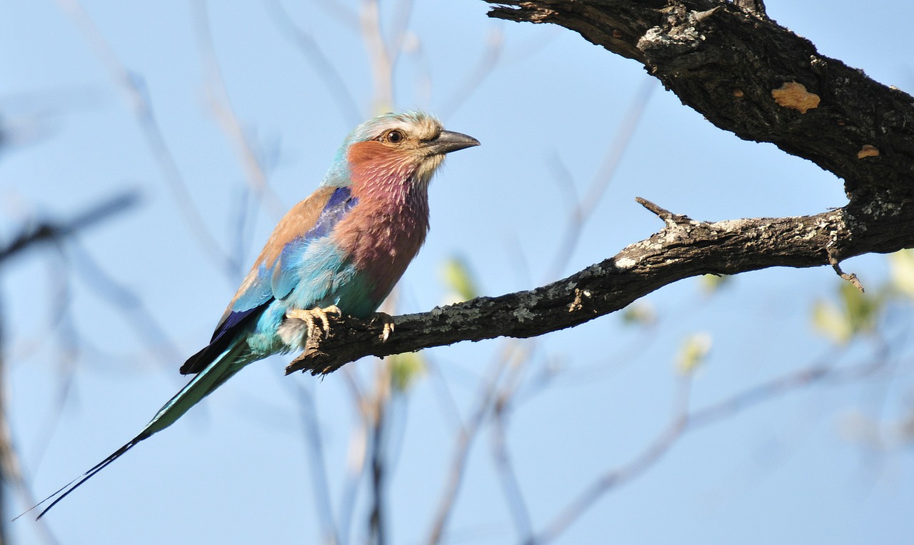 lilac breasted roller bird south africa free photo