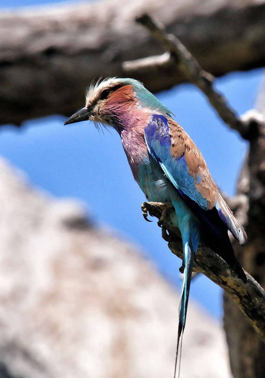 lilac breasted roller bird south africa free photo