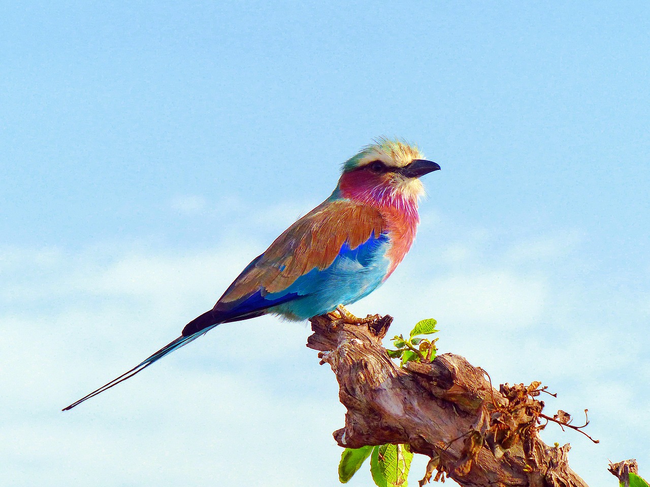 lilac breasted roller birds africa free photo