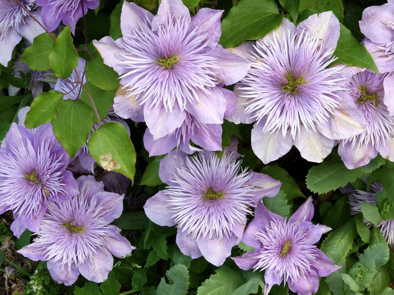 lilac clematis wall hanging flowers climbing plants free photo