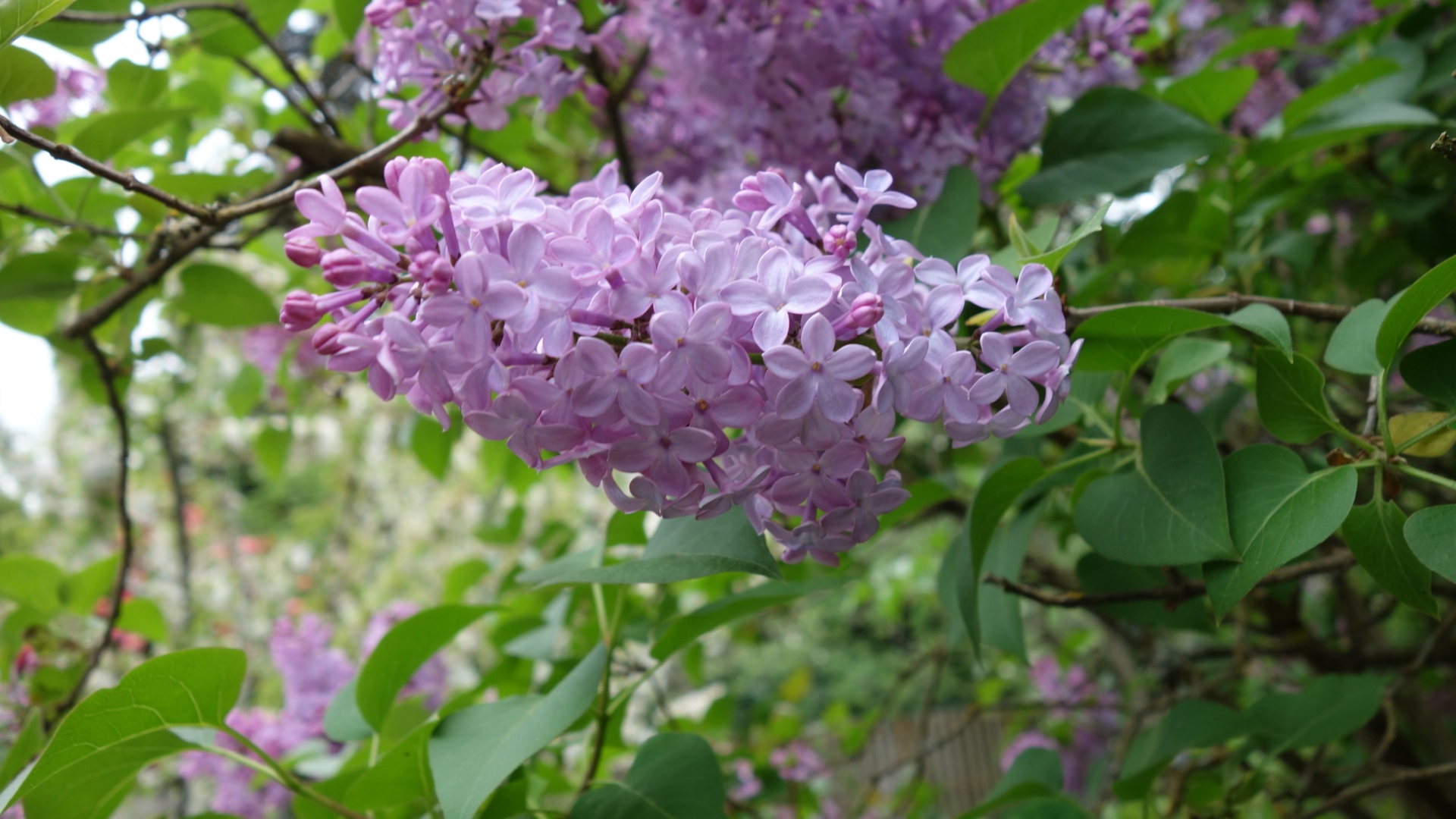 lilac flower bush free photo