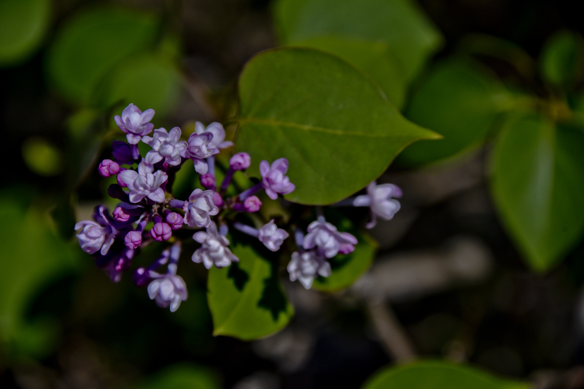 flowers tree lilac free photo