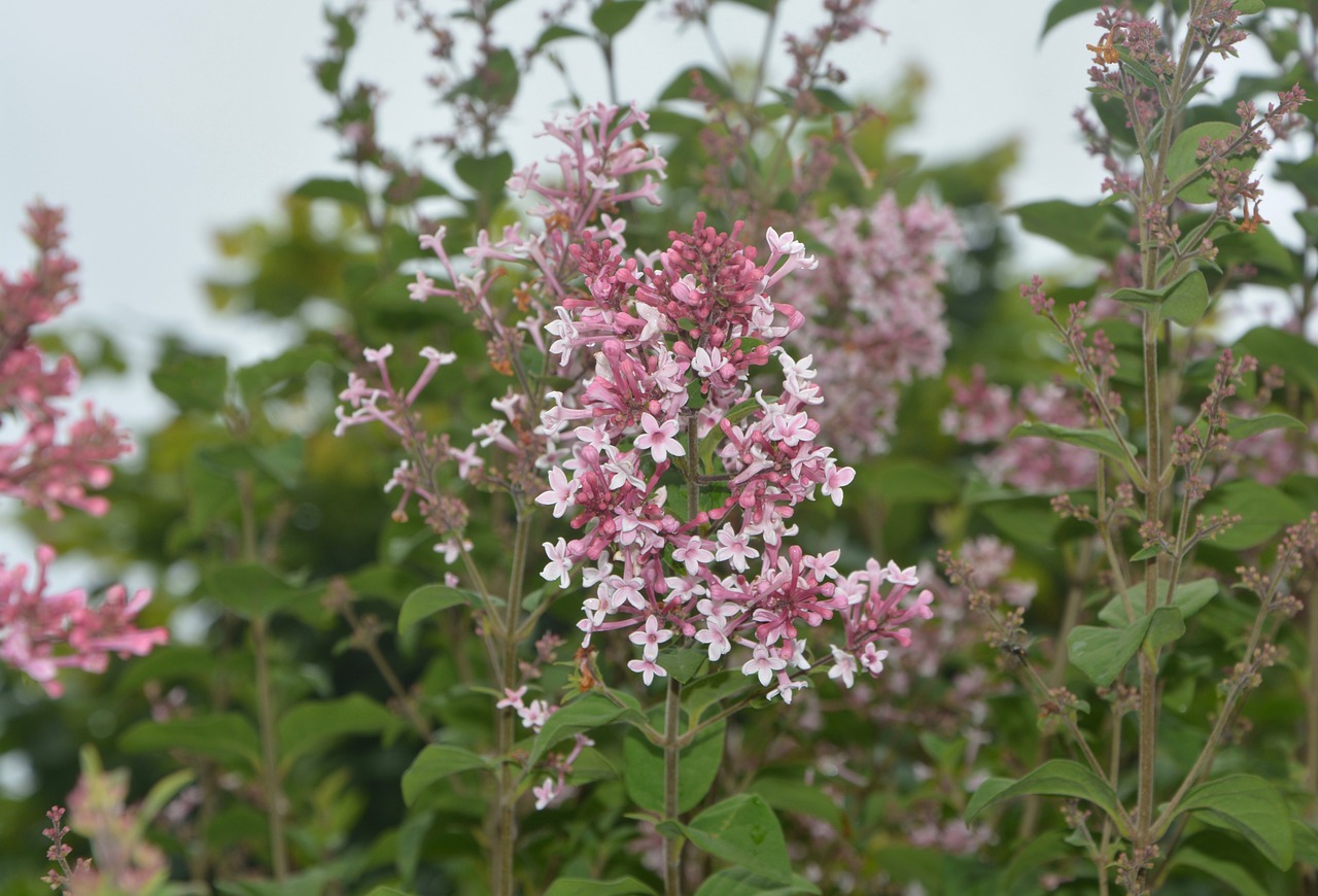 lilac droplets of water pink tree free photo