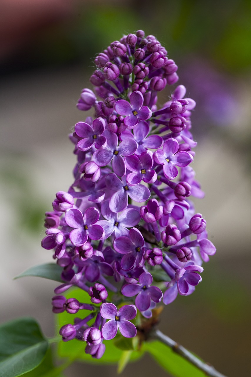 lilac flower purple flower free photo