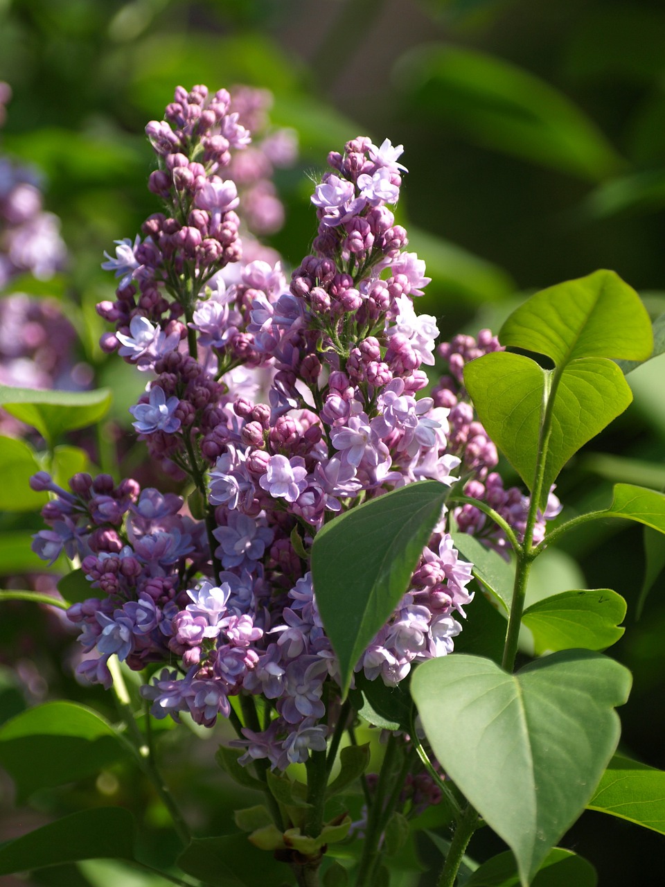 lilac flower lilac lilac umbels free photo