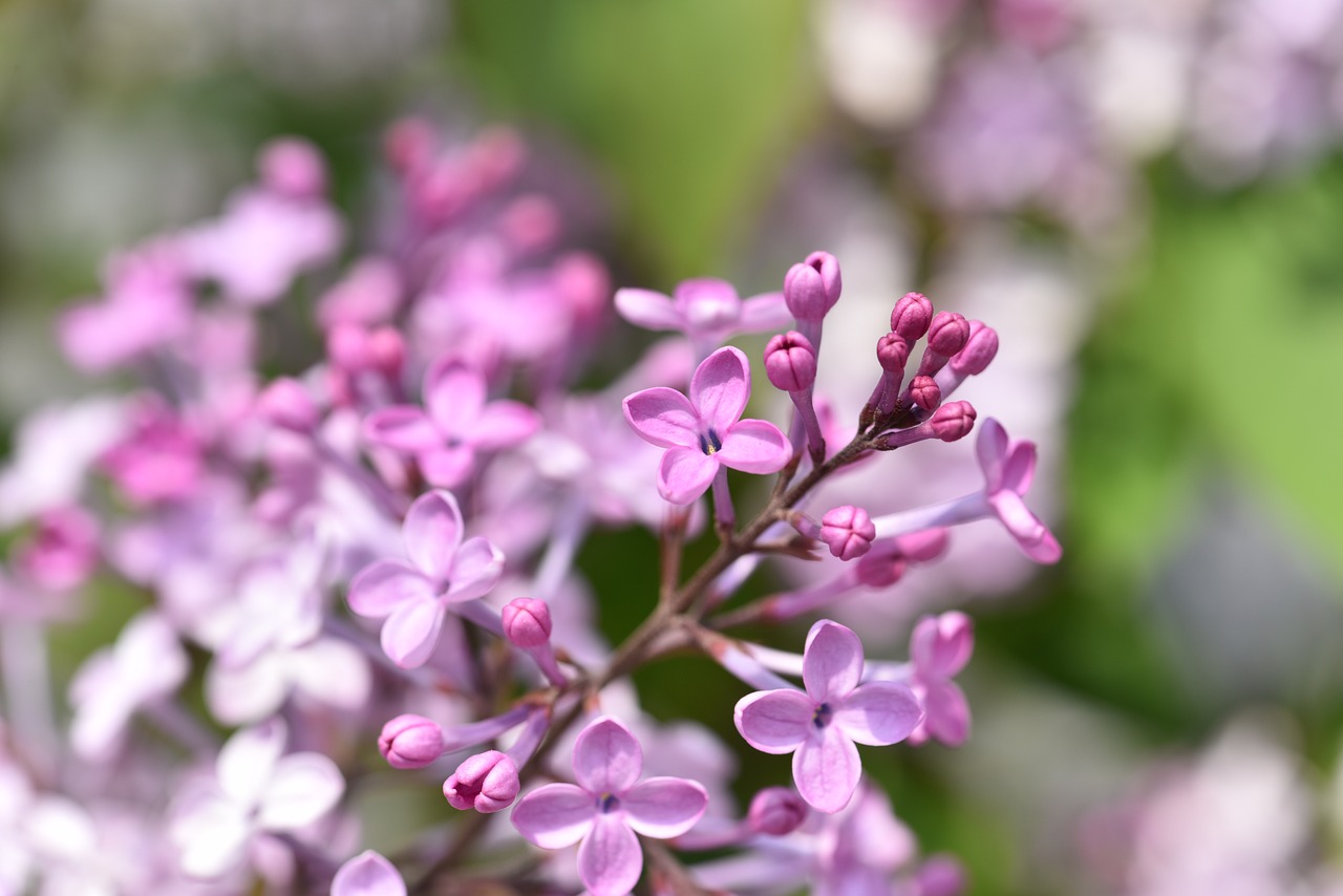 lilac flower  pink  lilac fragrance free photo
