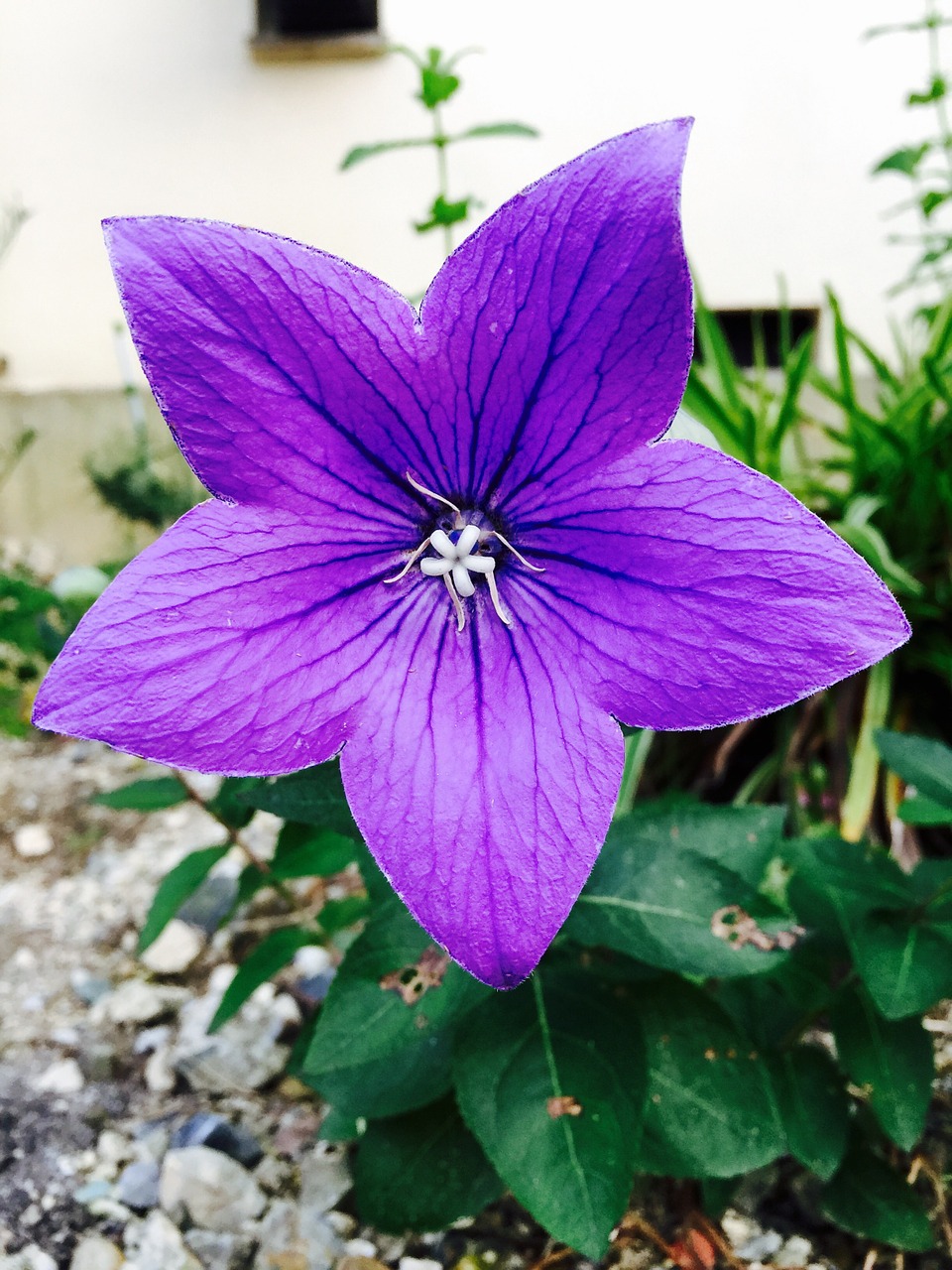 lilac flower star garden free photo