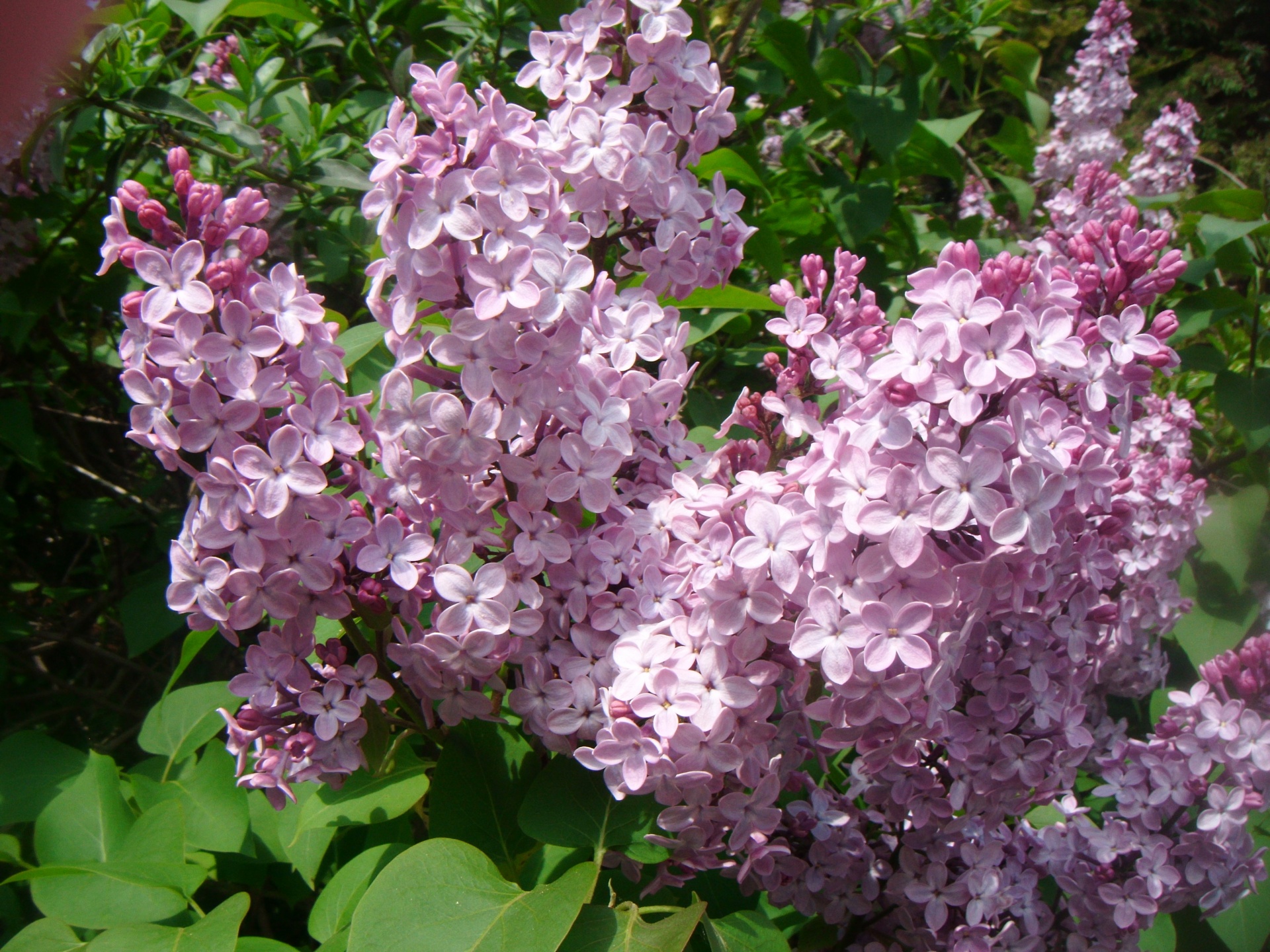 syringa vulgaris lilac free photo
