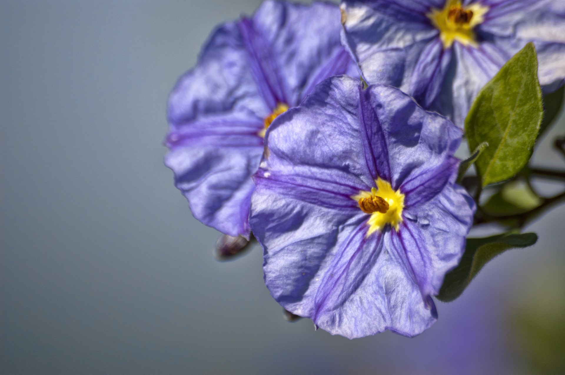 lilac blue flowers free photo