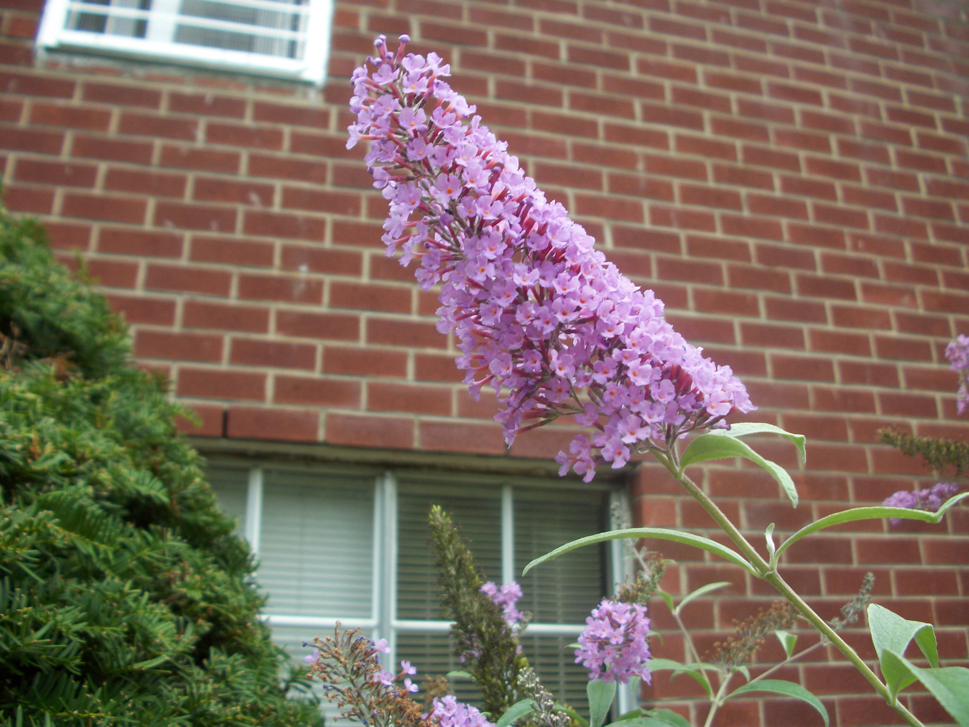 flowers lilac purple free photo