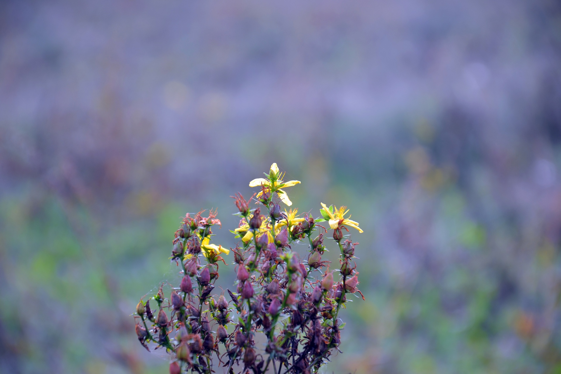 plant st johns wort autumn free photo