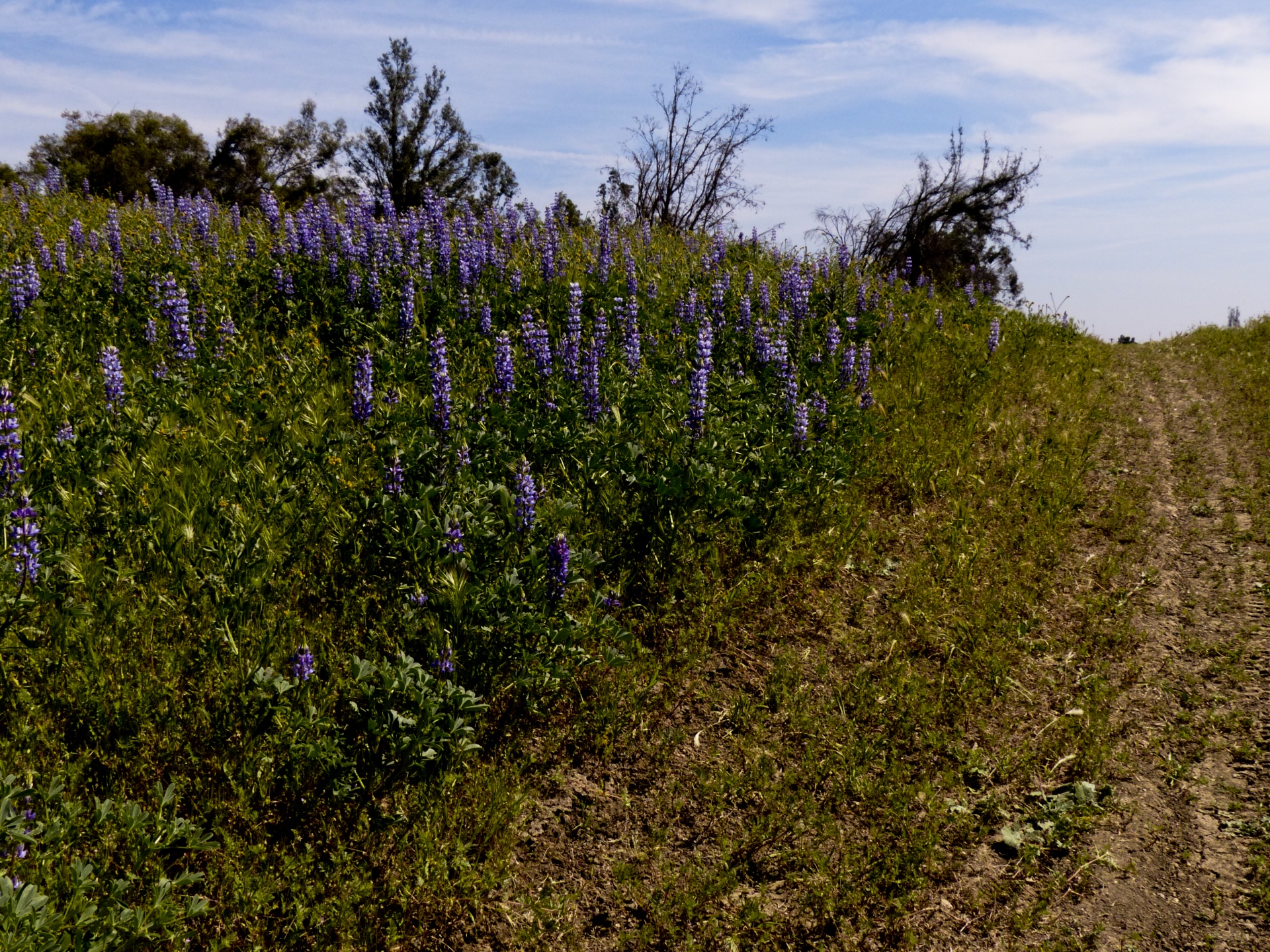 dirt path uphill lilacs free photo