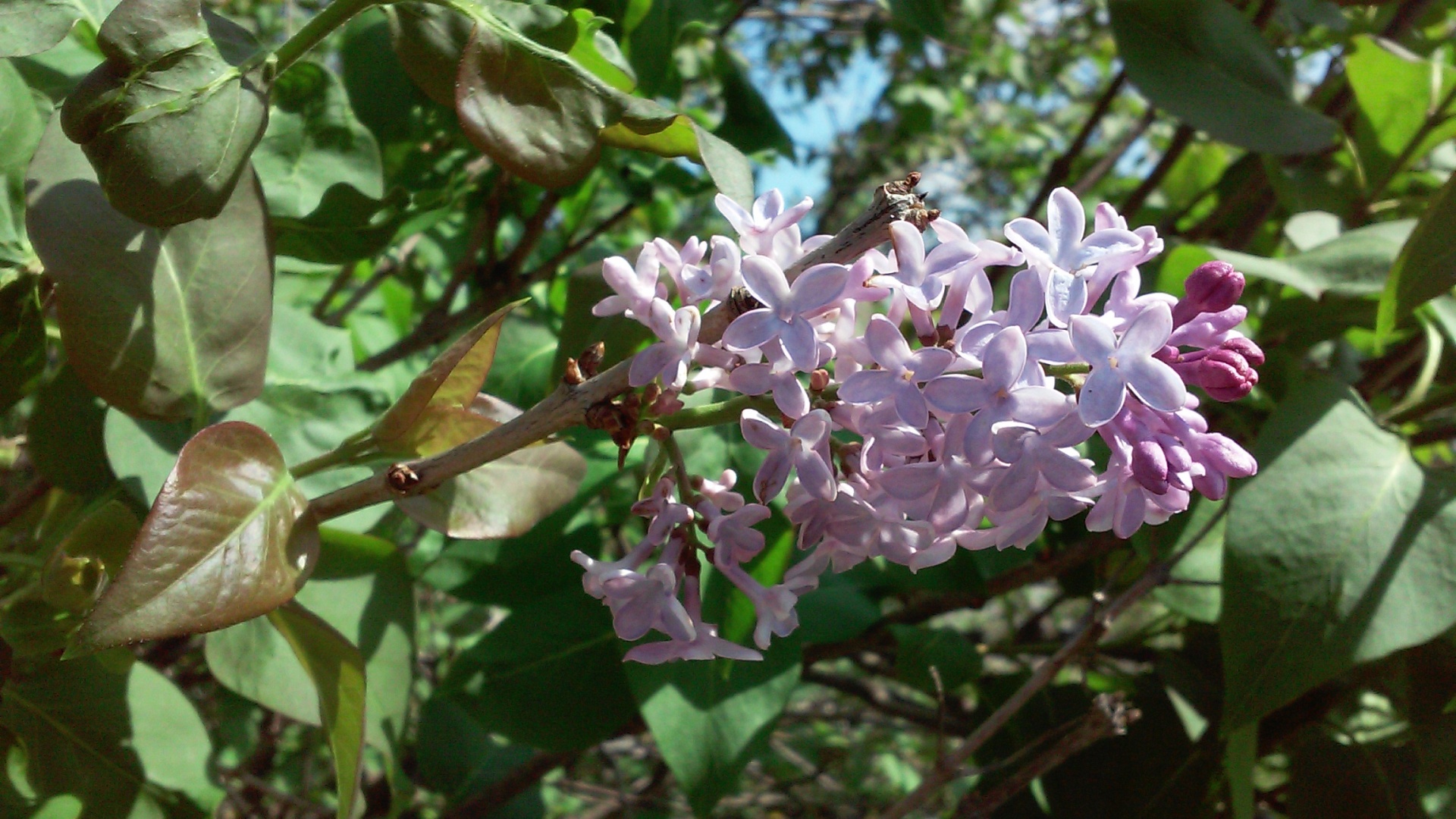 lilac flowers nature free photo