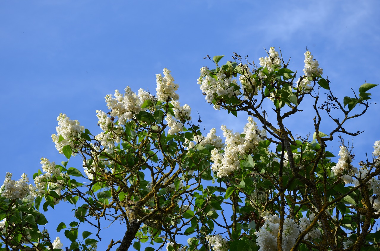 lilac tree white plant free photo