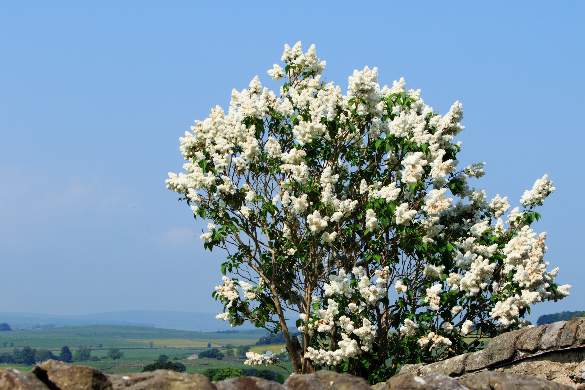 tree lilac tree white free photo