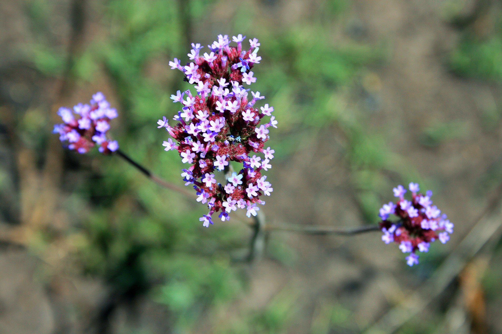 veld lilac flower free photo