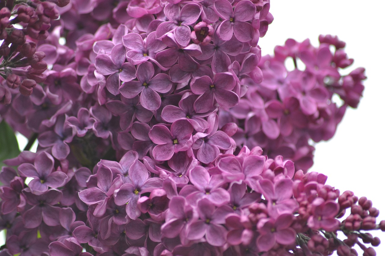 lilacs spring may free photo