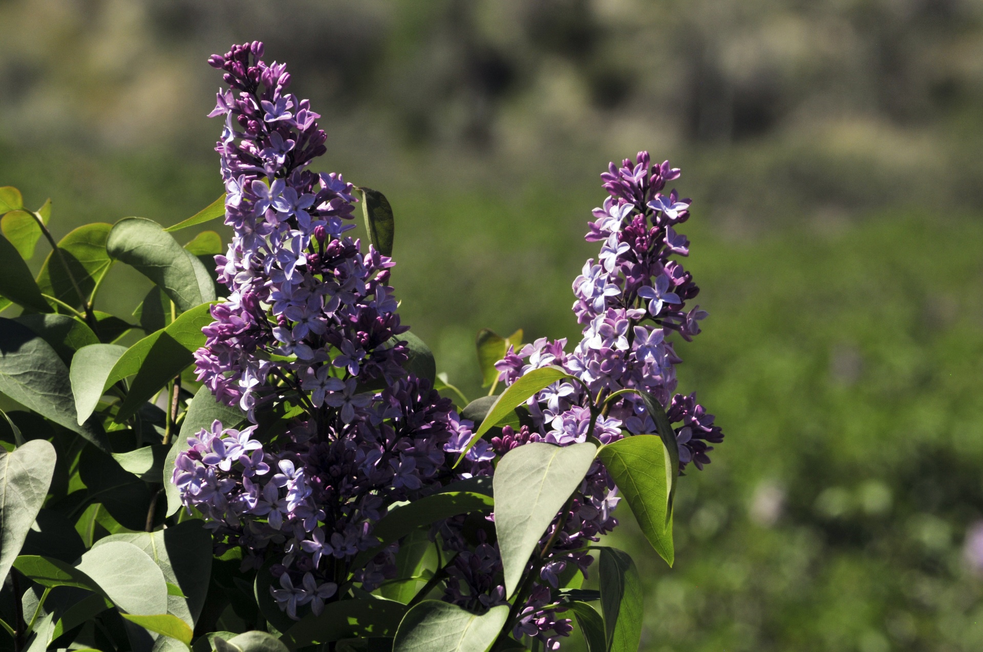 lilac lilacs purple free photo