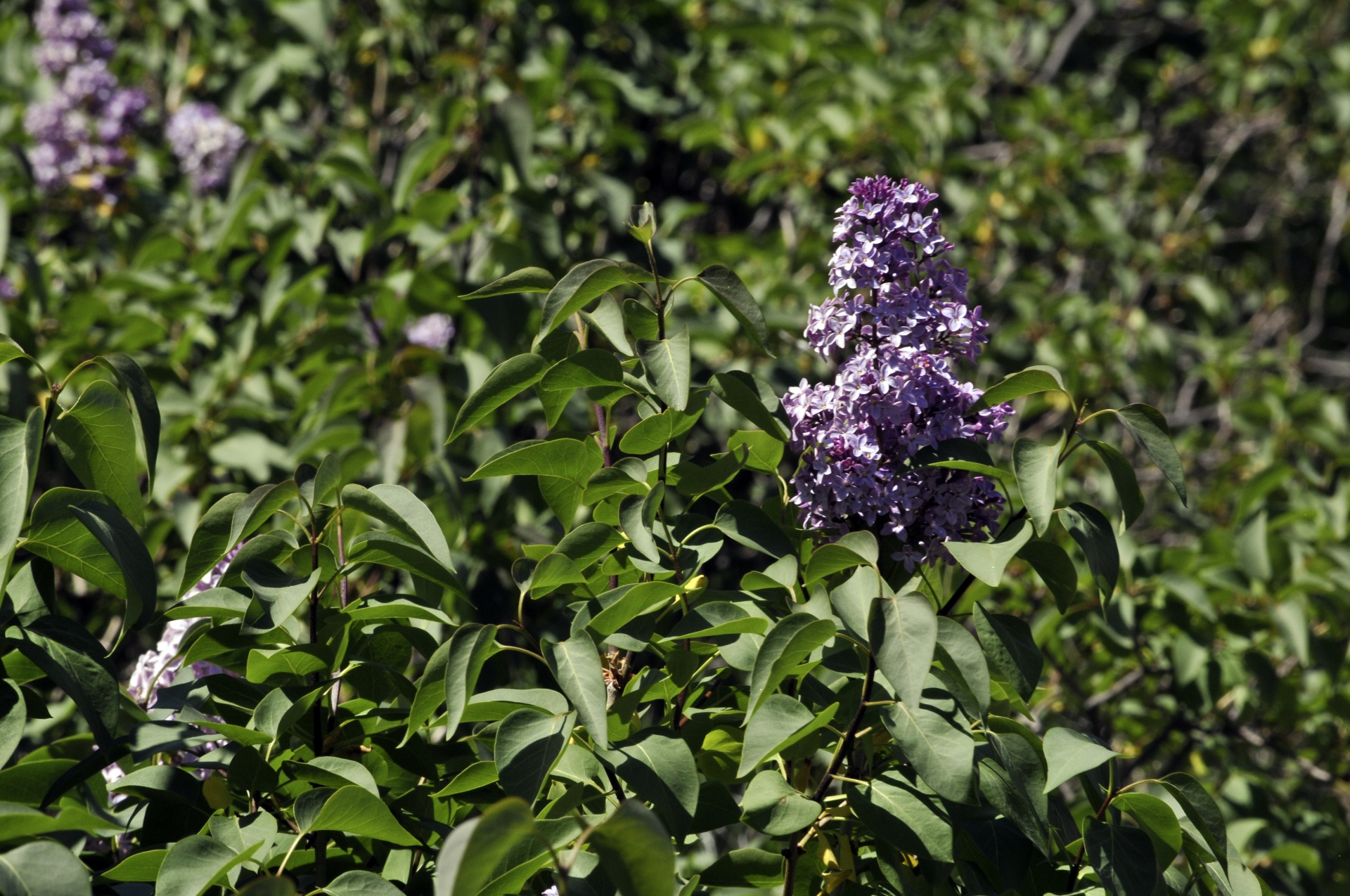 lilac lilacs purple free photo